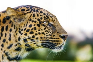 Big Cat Leopard1579918977 300x200 - Big Cat Leopard - Leopard, Cat, Big